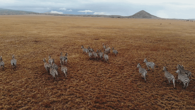 Zebras roaming the Tanzanian savannah
